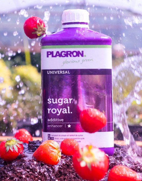 SUGAR ROYAL  250ml/0,25L, POPRAWIA SMAK I SKARACA OKRES UPRAWY, PLAGRON