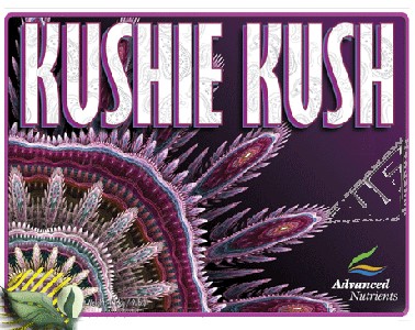 !-KUSHIE KUSH 1L, STYMULATOR KWITNIENIA, (gleba, hydro, kokos), ADVANCED NUTRIENTS